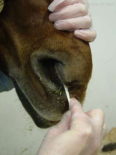 Postępy w wykrywaniu chorób zakaźnych koni