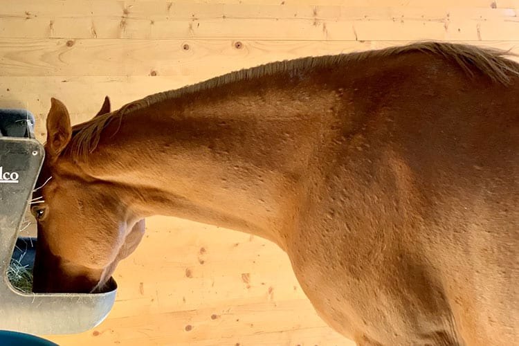 Zapewnienie ulgi koniom w sezonie alergicznym