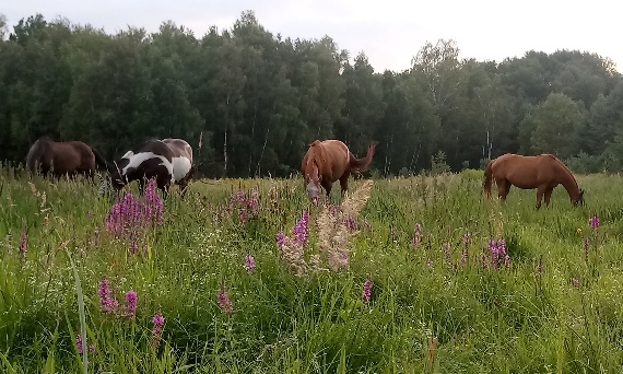 Pasza dla koni: Co, i dlaczego?? dla konia na wiosnę !