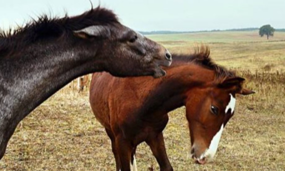 Horse and Nature: Optymalne Żywienie Klaczy i Źrebiąt w Okresie Wyźrebień