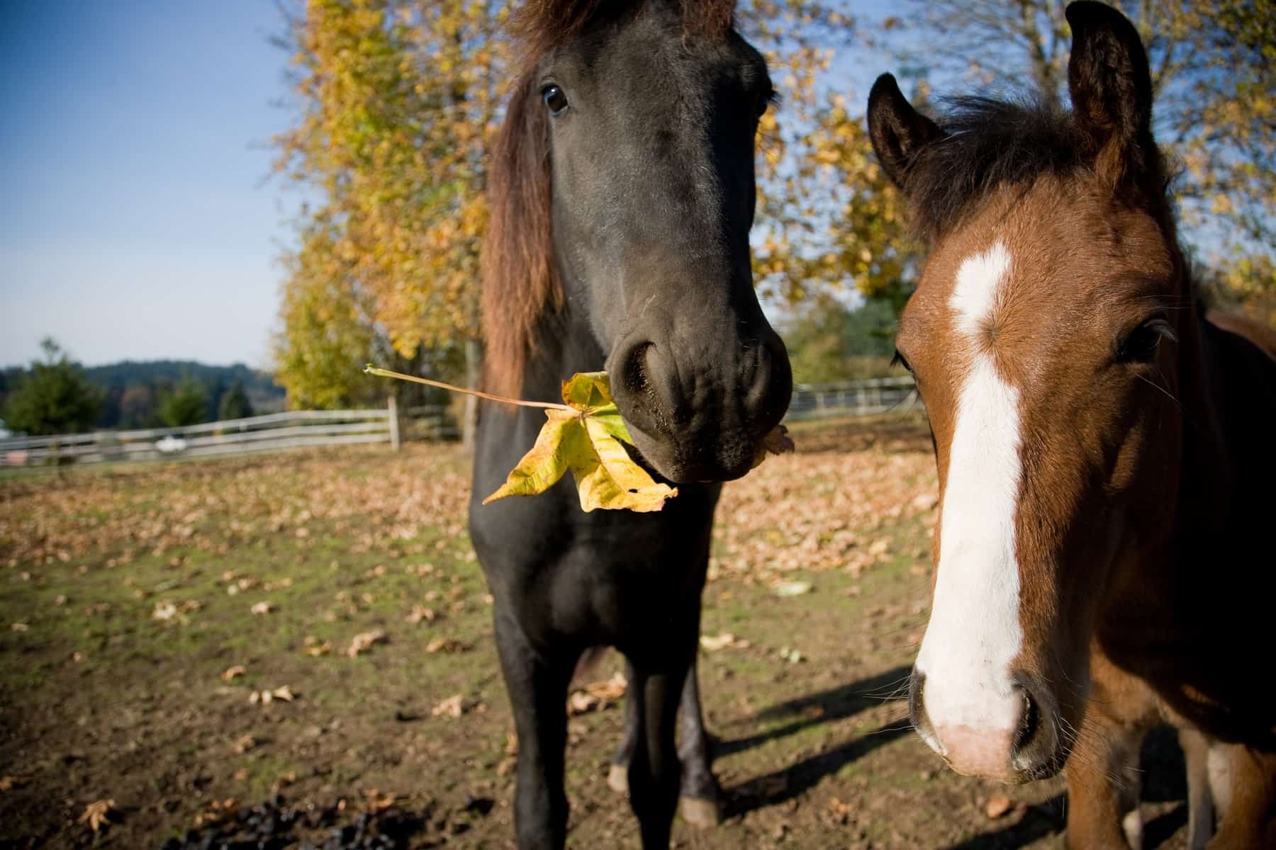 10 plants and chemicals that are toxic to horses