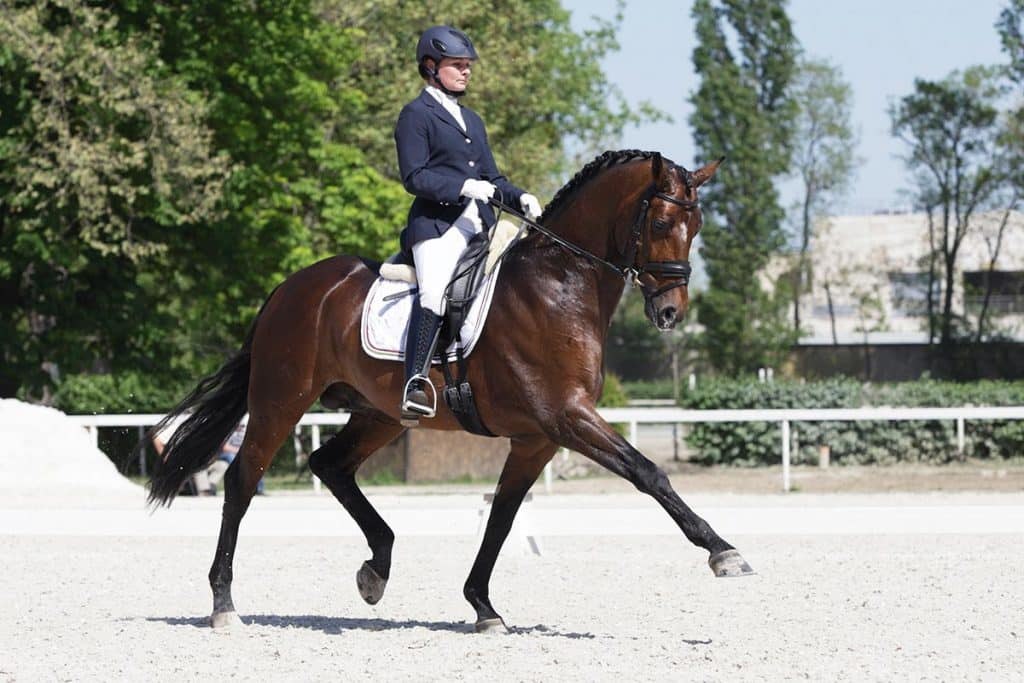 dressage horse