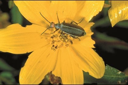 Blister beetle