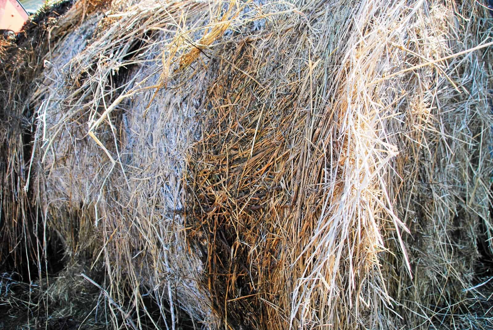 Moldy Hay