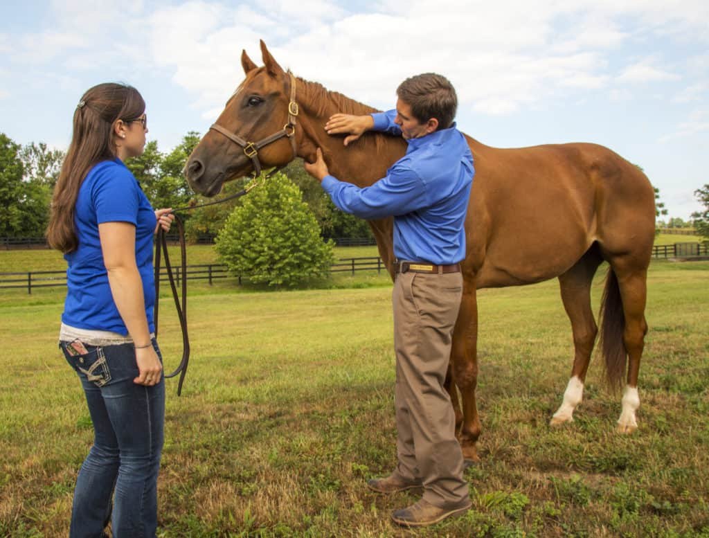 veterinarian examining horse