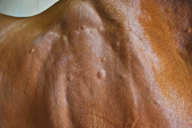 Sport Horse Skin Issues