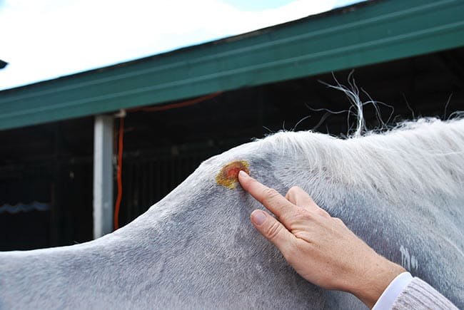 Sport Horse Skin Issues