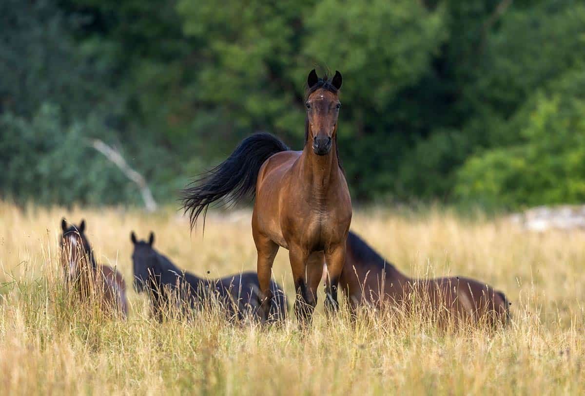 alert bay horse standing in field with tail raised, horses in background