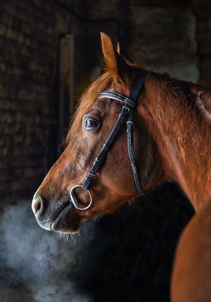 stressed horse