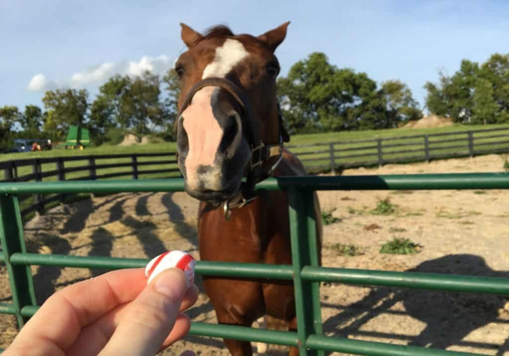 peppermint treats for horses