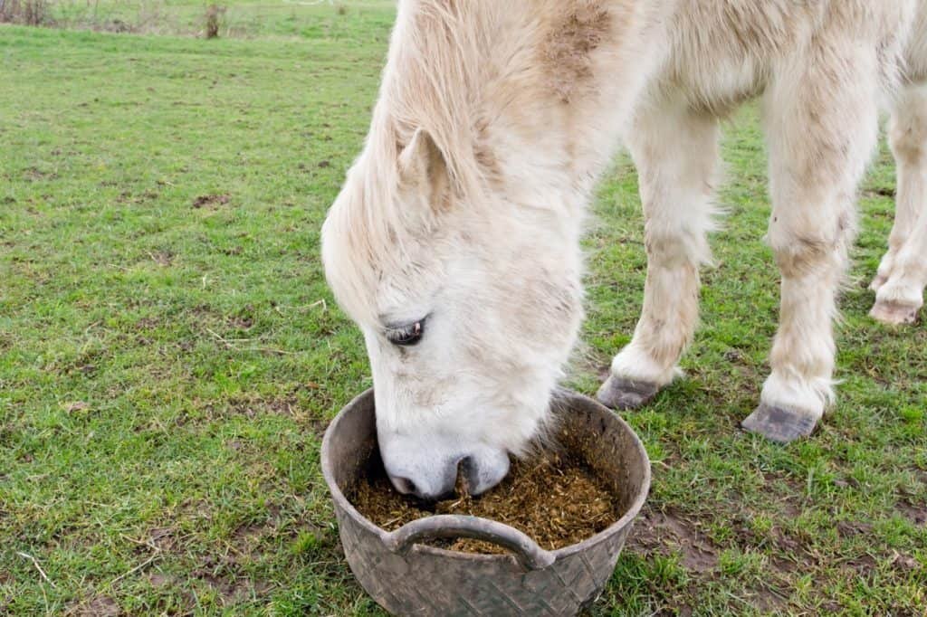 Senior Horse Feed; Senior Equine Feeds and Fiber