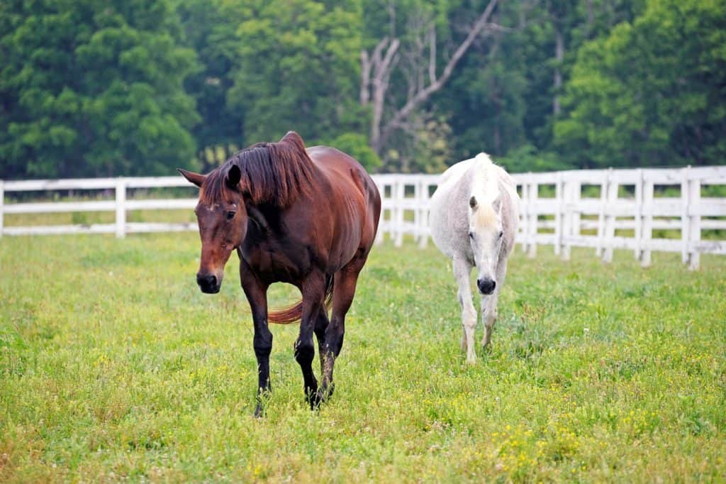 older horses in pasture