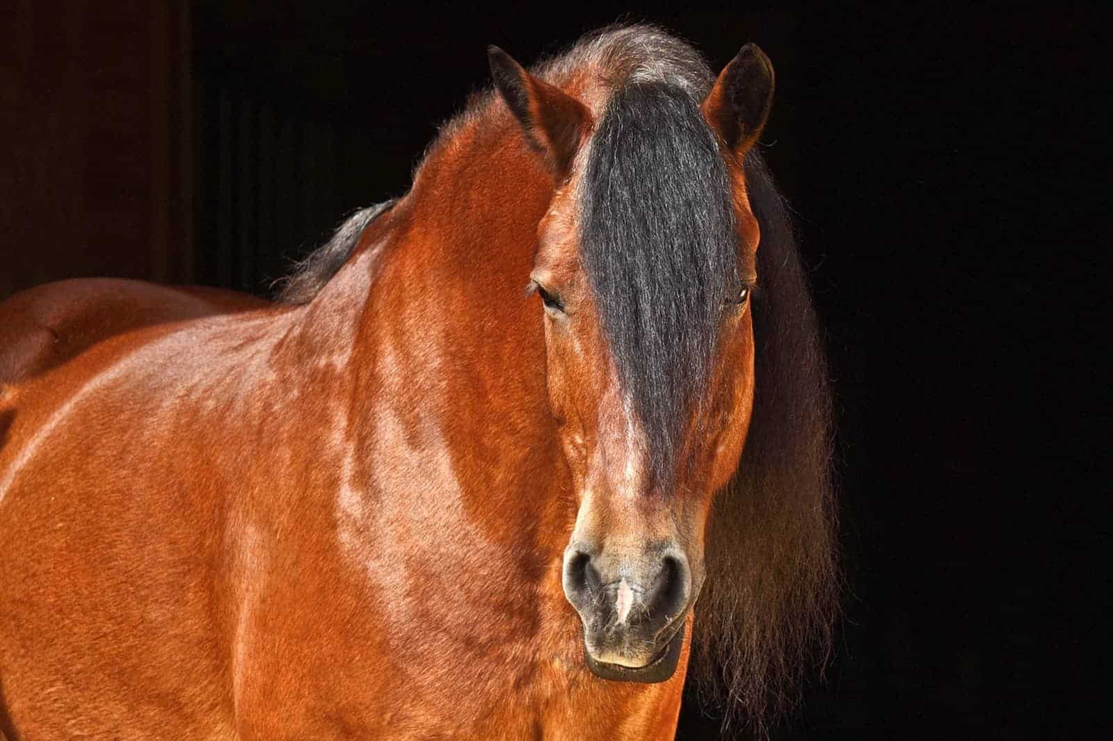 Unsound and Overweight Horses