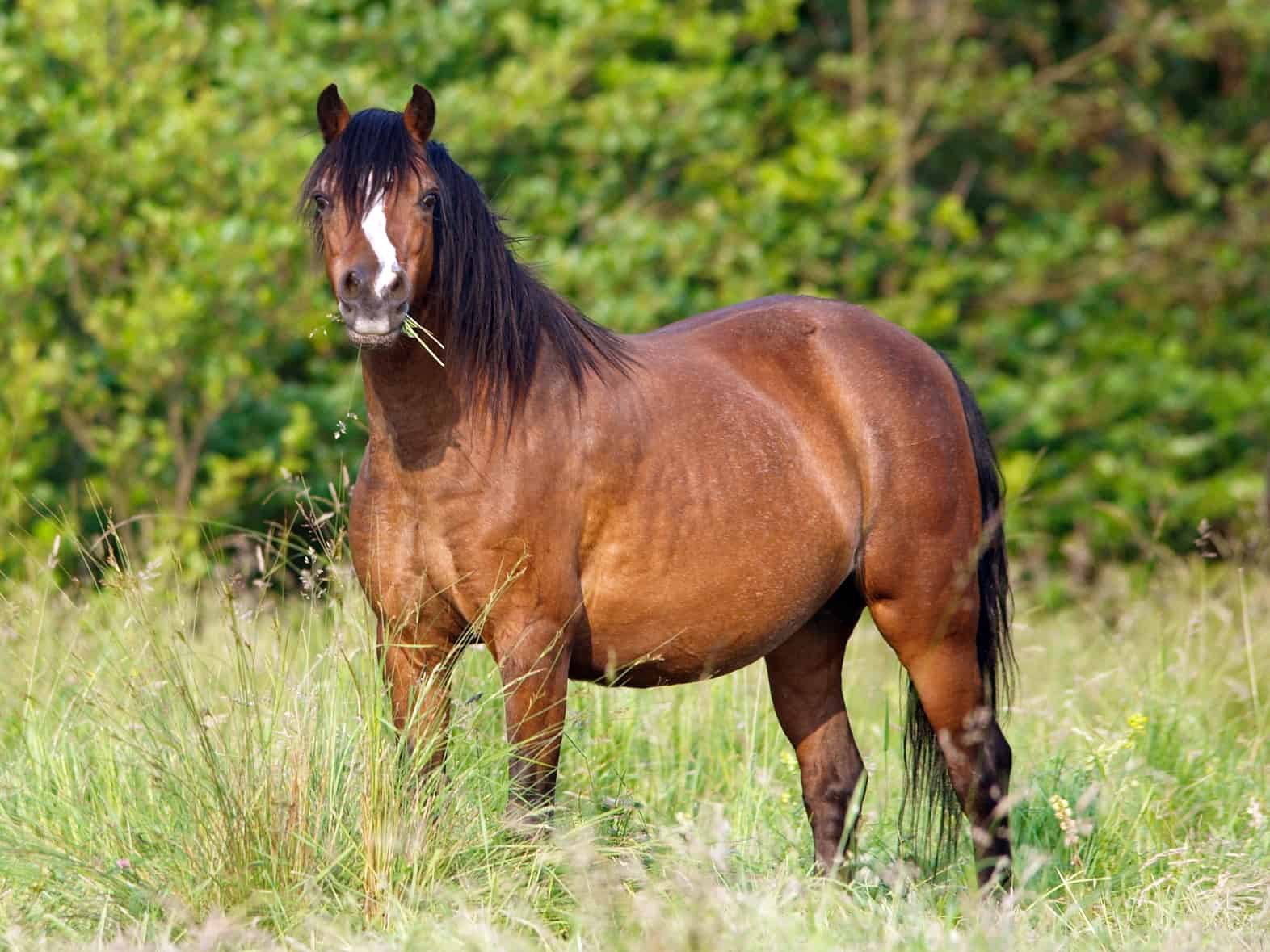 Unsound and Overweight Horses