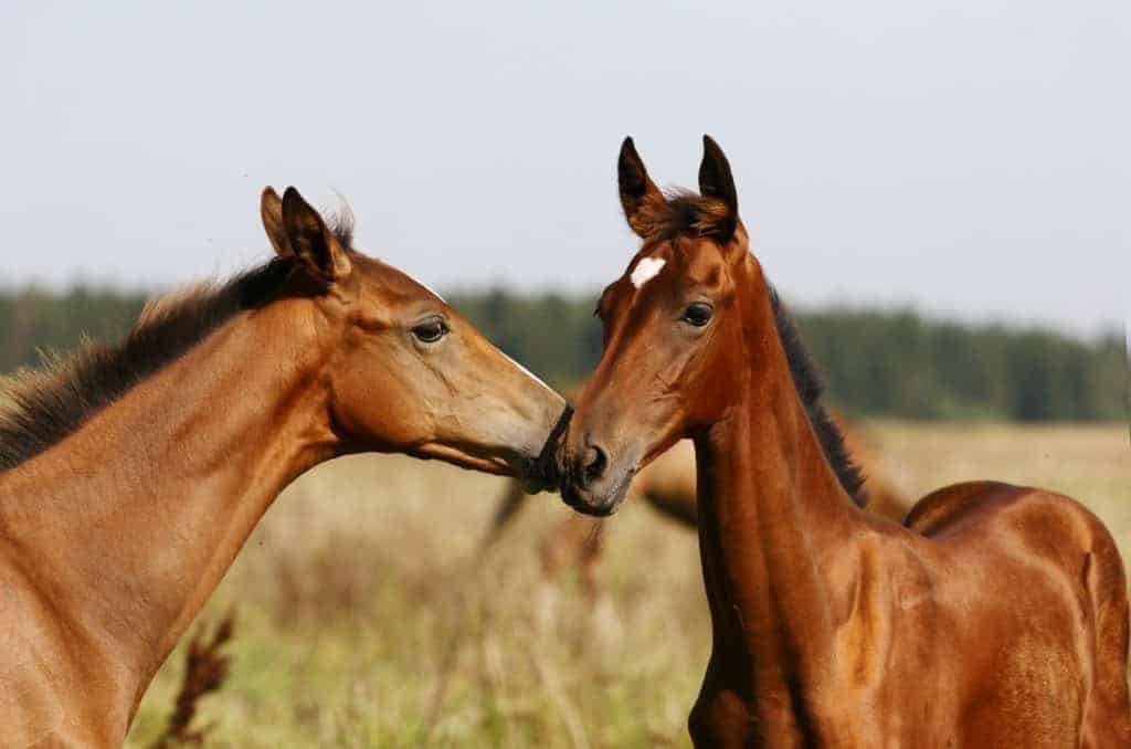 two foals in field