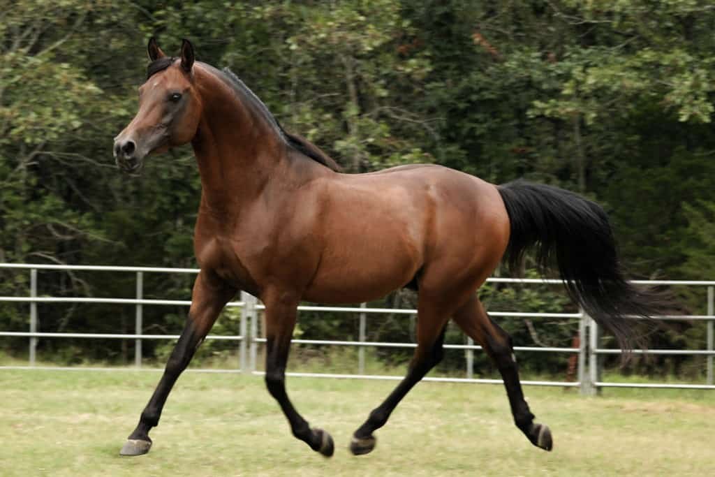 feeding breeding stallions