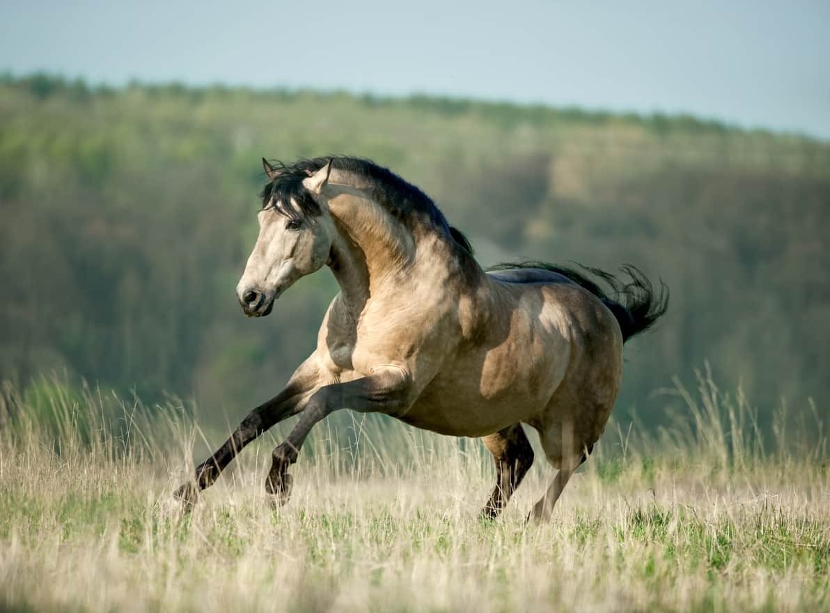 Adding Fuel to the Fire: How Diet Affects Horse Behavior