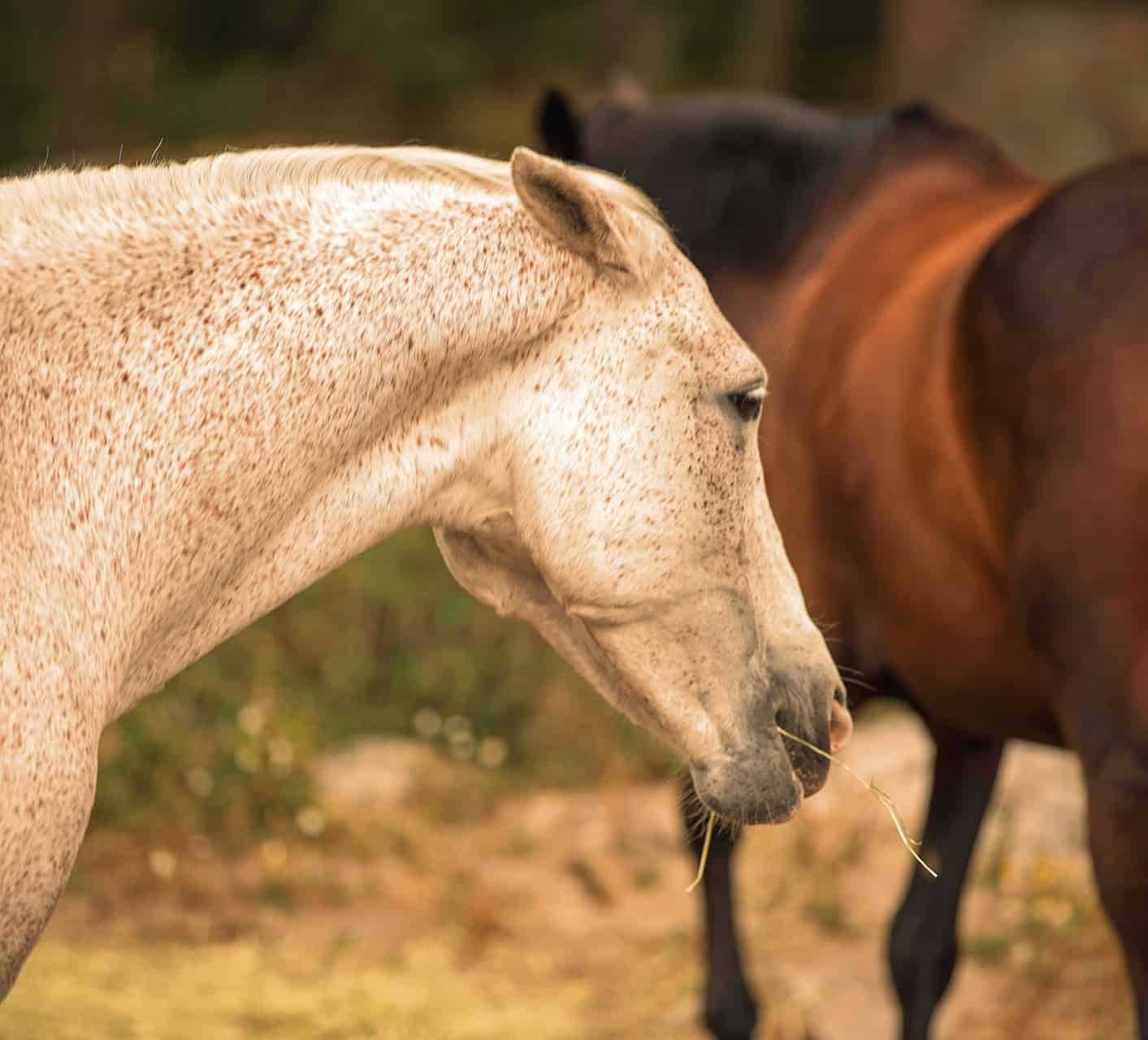 Horse pinning ears