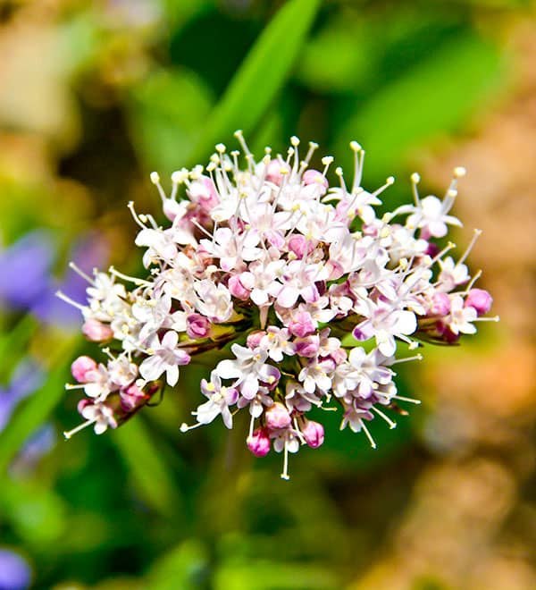 valerian