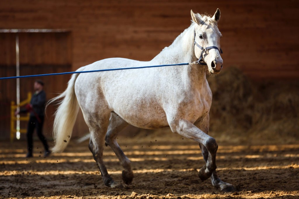 longeing overweight horse in arena