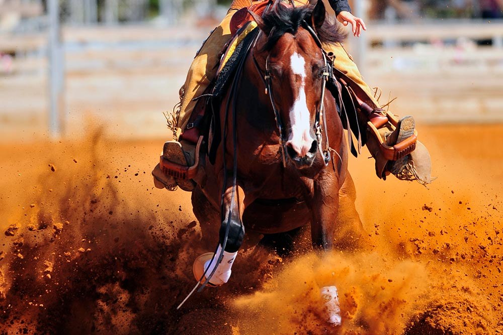 reining horse slide