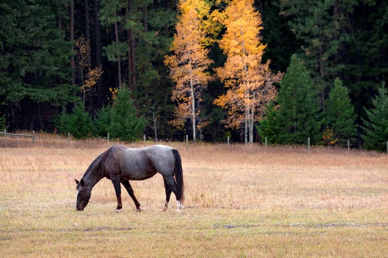 Fall Colic Prevention for Horses