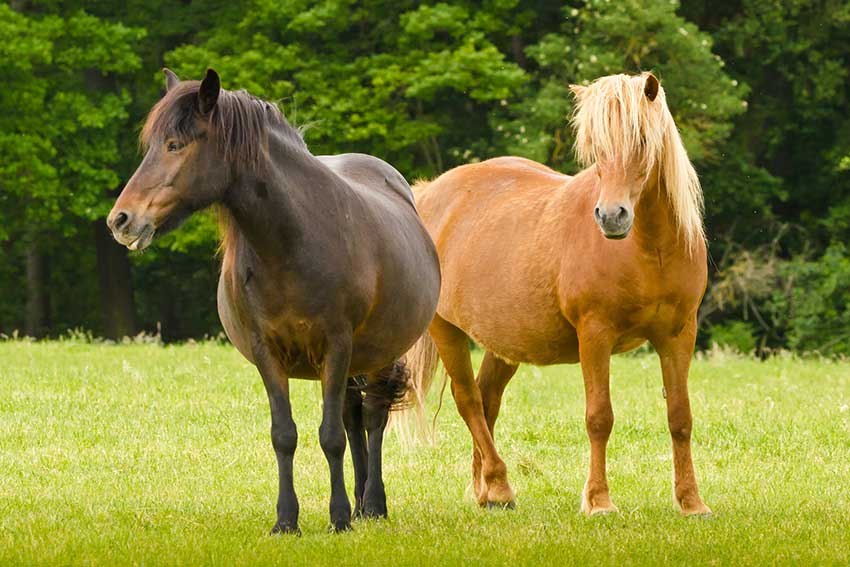 two broodmares standing in pasture