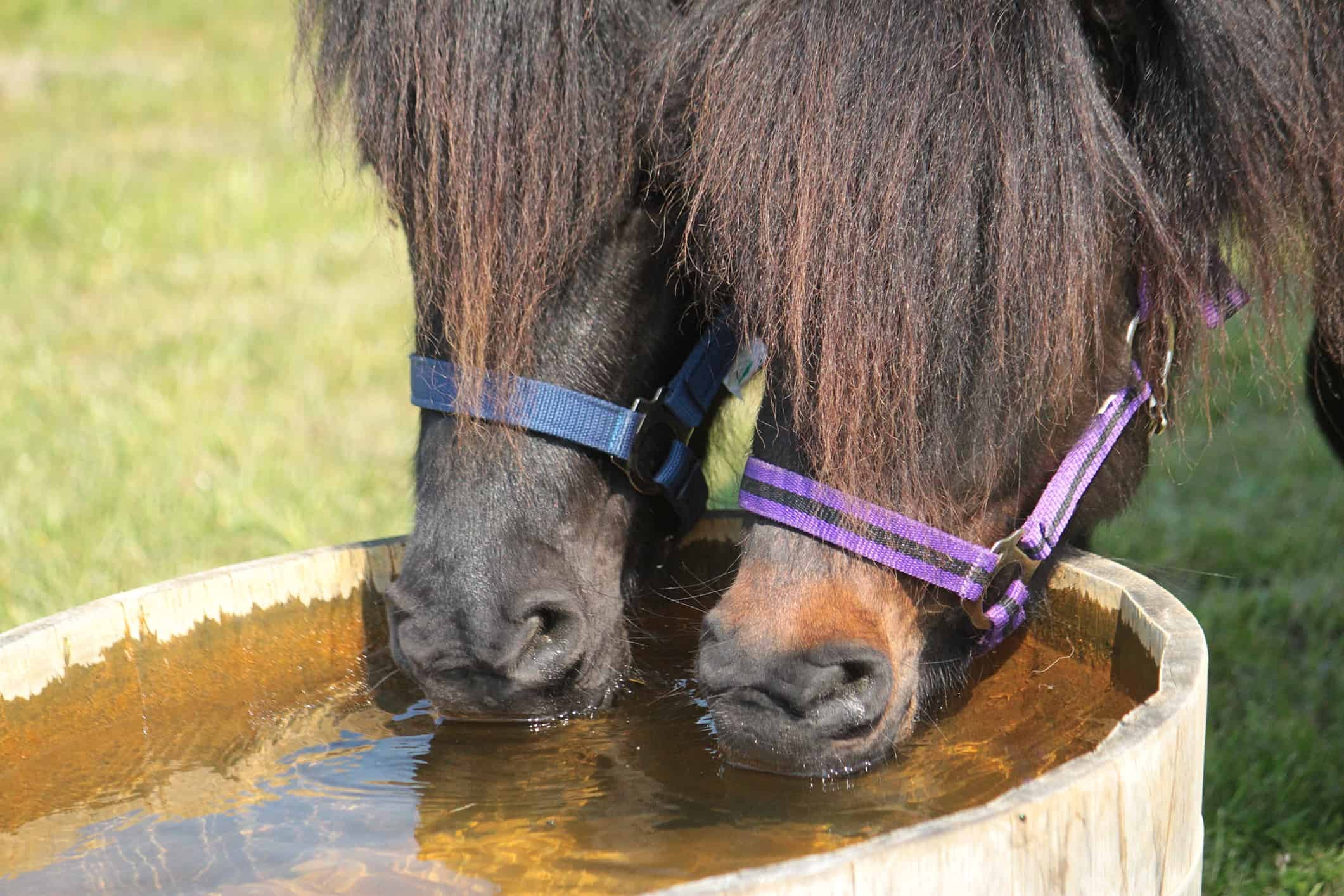 Fall Colic Prevention for Horses