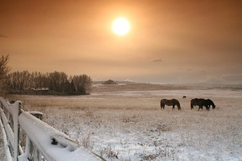 horses in field, winter scene