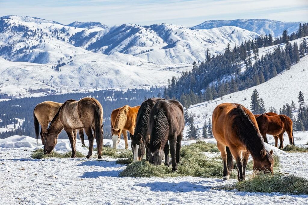 horses eating hay in snowy mountains