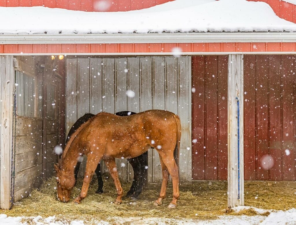 horses eating hay in run-in shed during winter