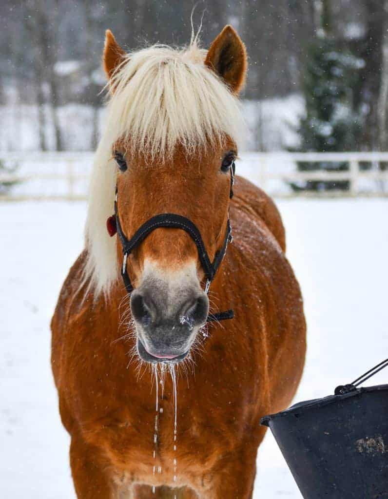 horse drinking from bucket of water in snow