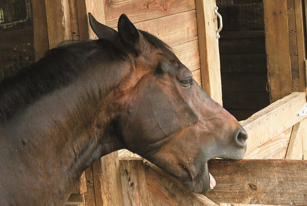 horse cribbing