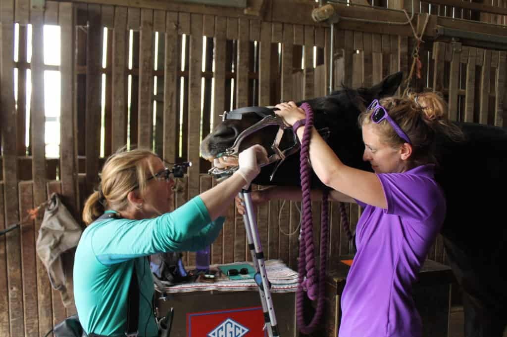 dental exam for horses