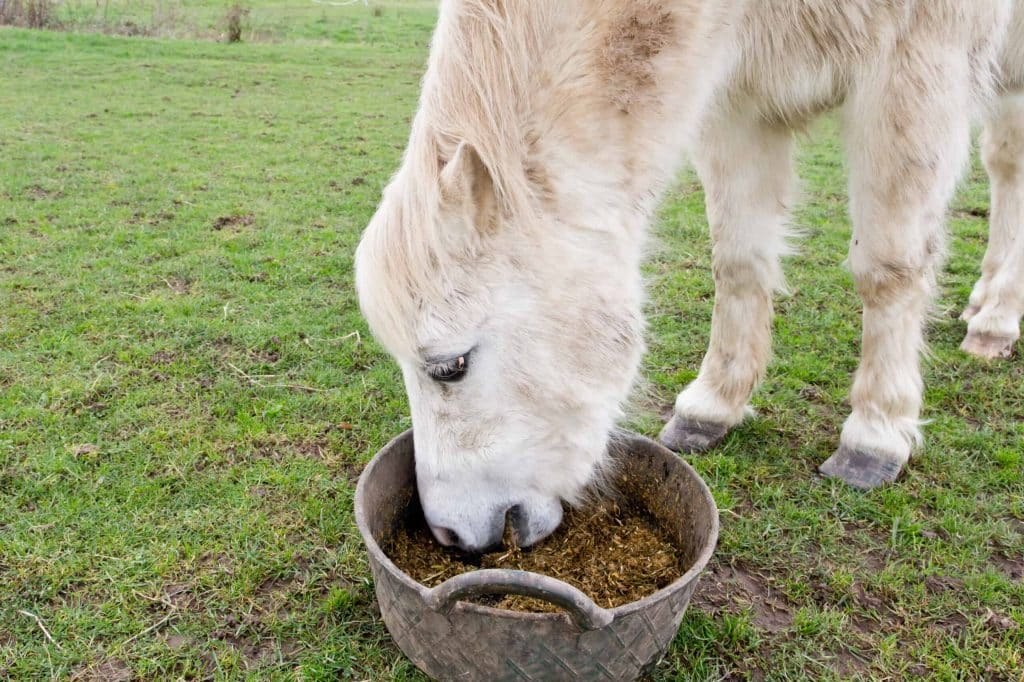 older gray horse eating grain from tub